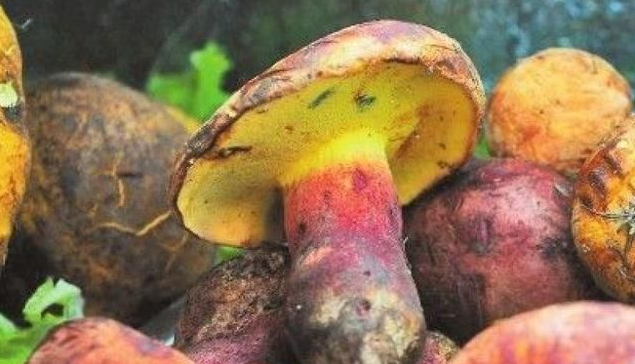 又到吃菌时  云南省发布野生菌中毒防控预警！.png