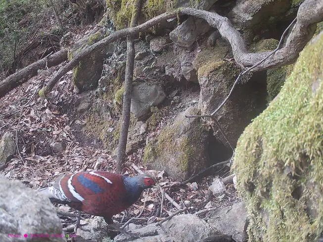 全球仅3千余只！玉龙雪山保护区首次拍摄到黑颈长尾雉 (1).jpg