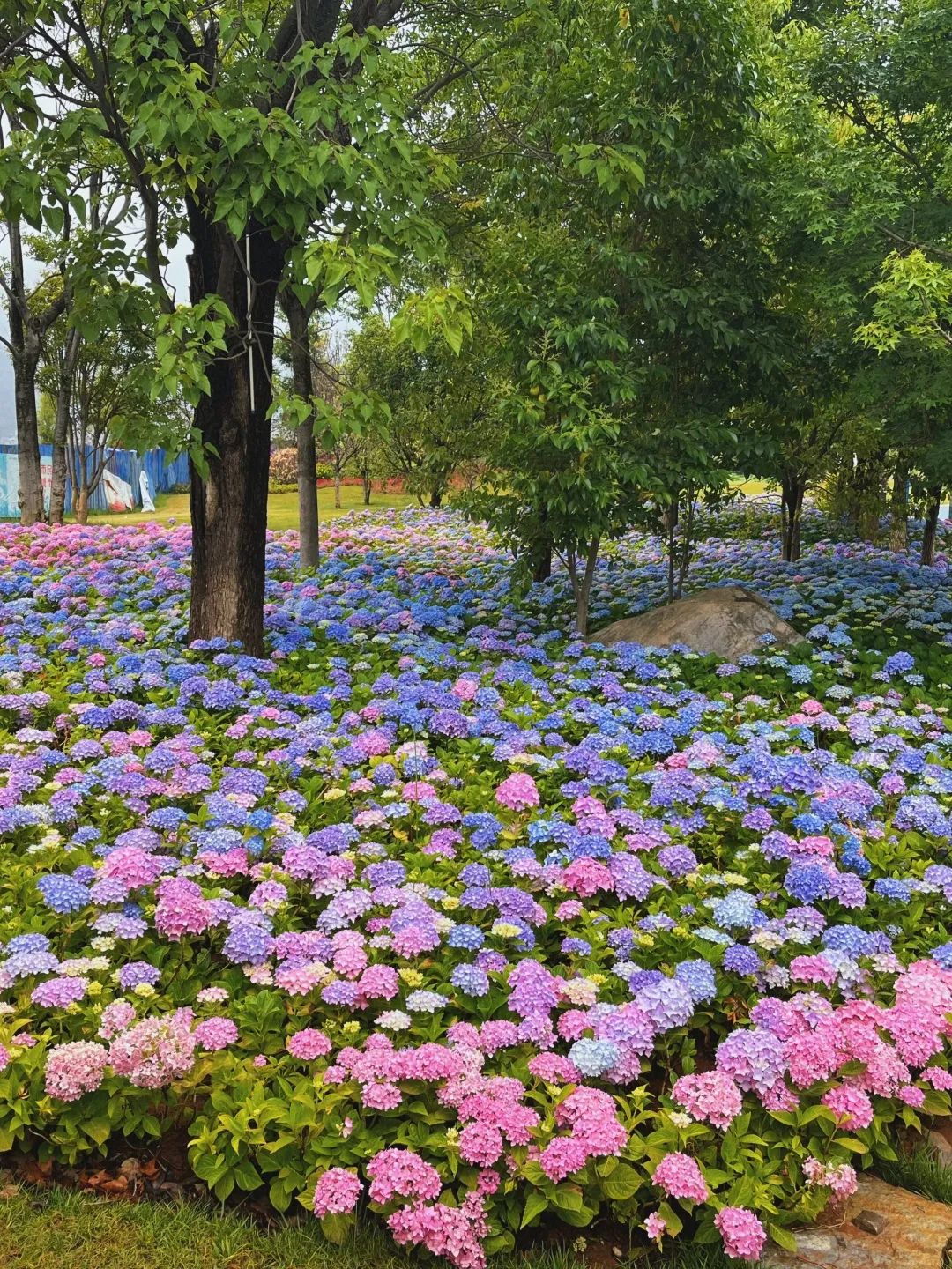 中济海公园绣球花盛放  谁能不爱？ (3).jpg