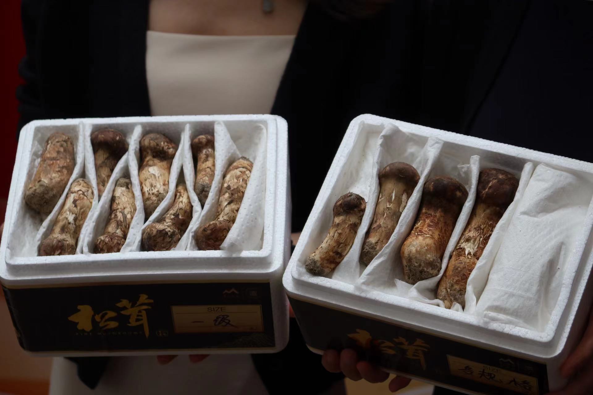 2023•中国丽江松茸美食节暨直播大赛启动 (4).jpg