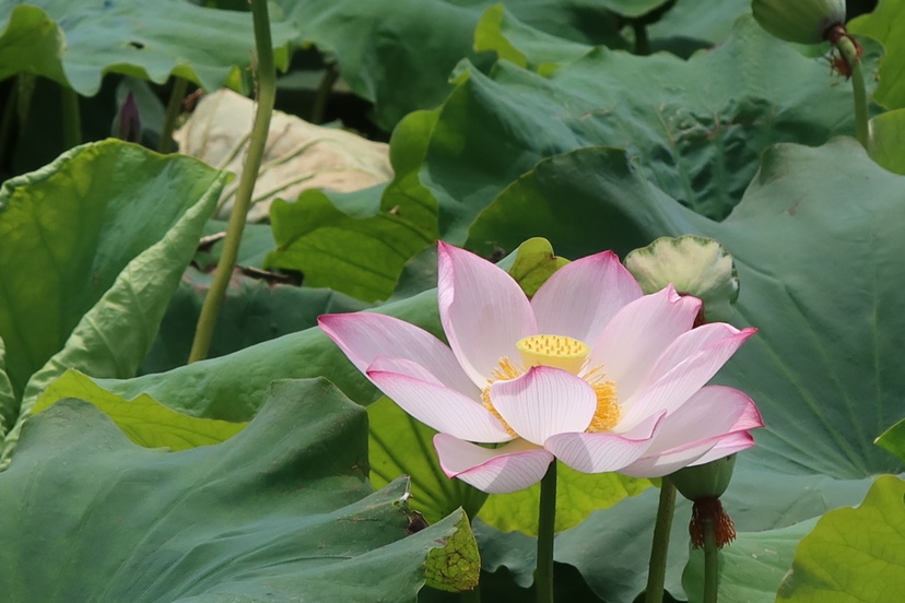 误入荷花深处 第二届三川荷花季“如梦”而至 (3).jpg