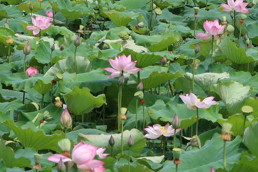 误入荷花深处 第二届三川荷花季“如梦”而至 (6).jpg