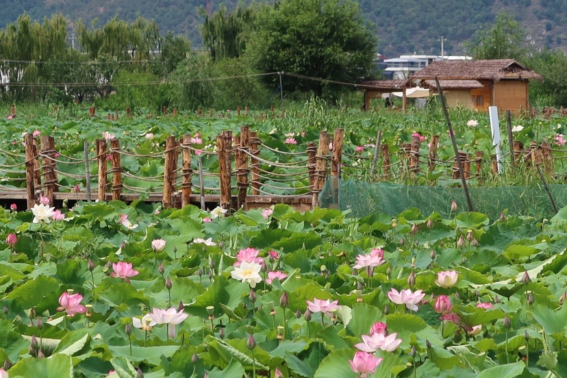 误入荷花深处 第二届三川荷花季“如梦”而至 (11).jpg