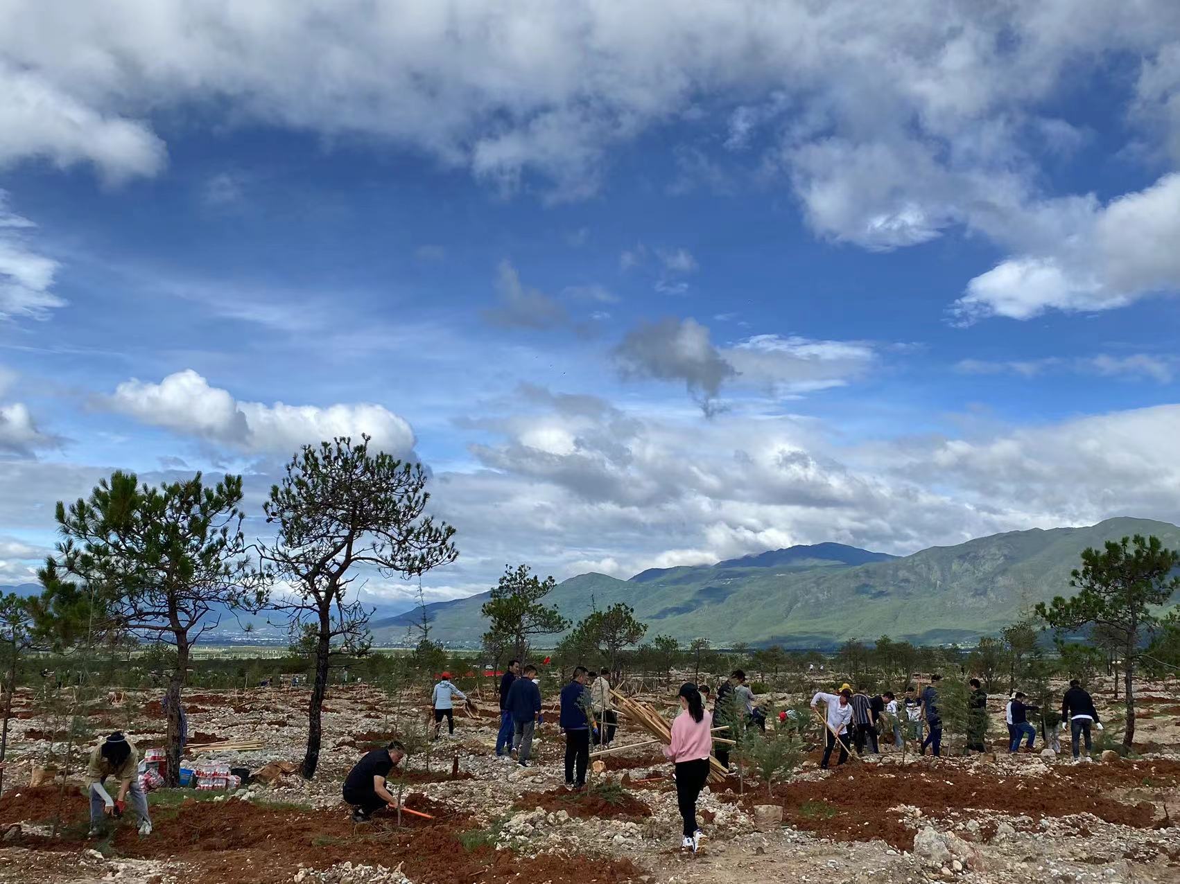 310亩  15000株  市直机关单位义务植树  为丽江再添新绿 (3).jpg