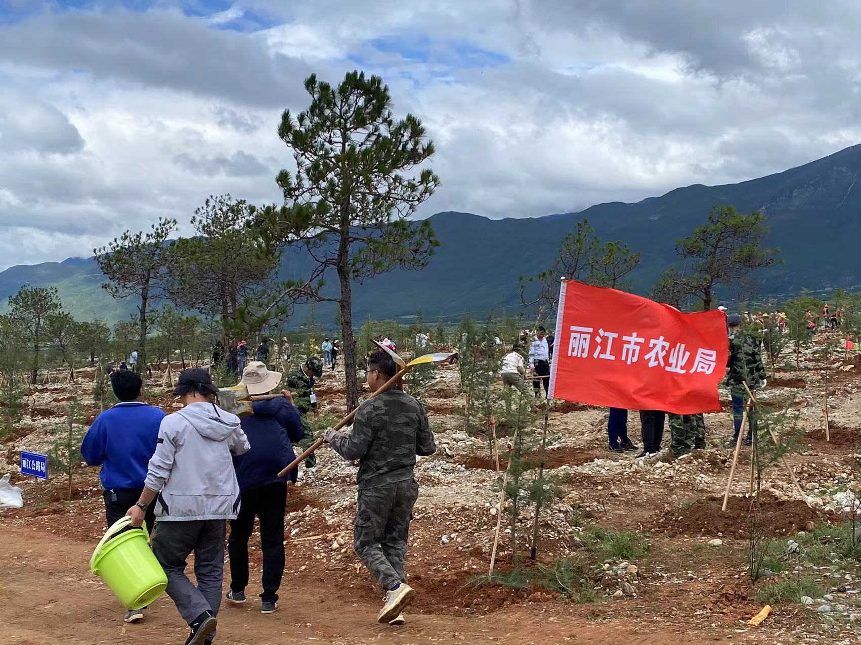 310亩  15000株  市直机关单位义务植树  为丽江再添新绿 (4).jpg