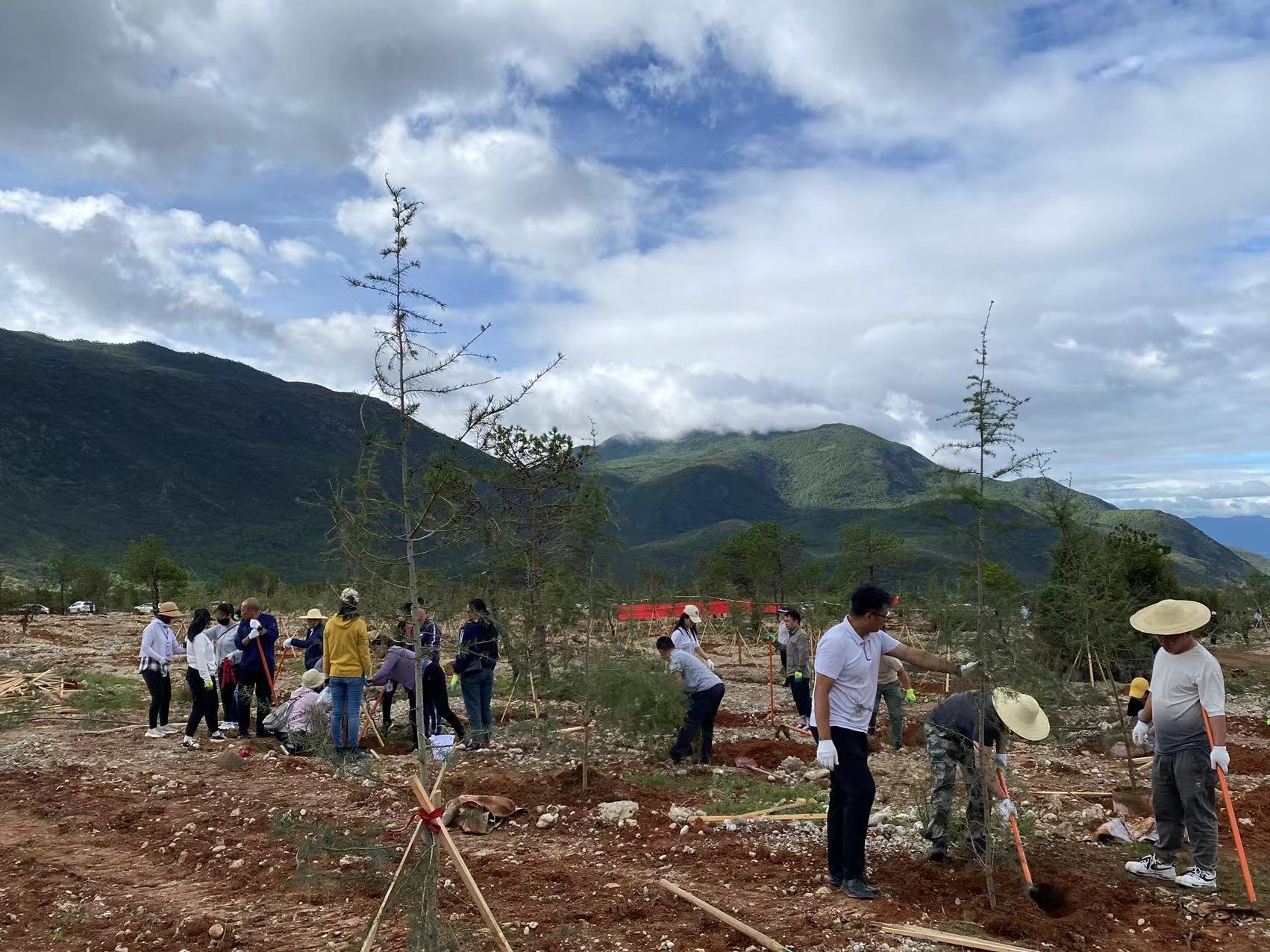 310亩  15000株  市直机关单位义务植树  为丽江再添新绿 (5).jpg