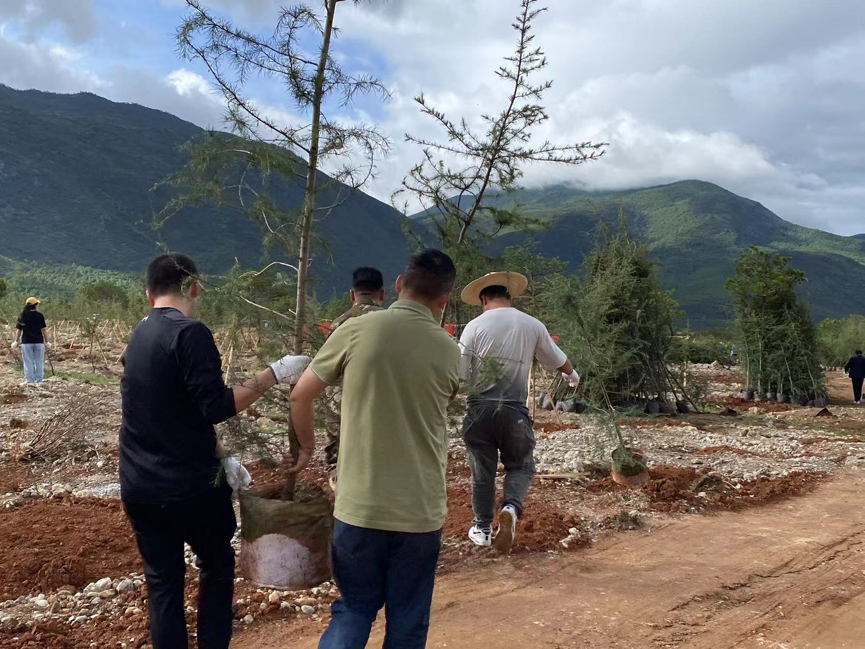 310亩  15000株  市直机关单位义务植树  为丽江再添新绿 (6).jpg