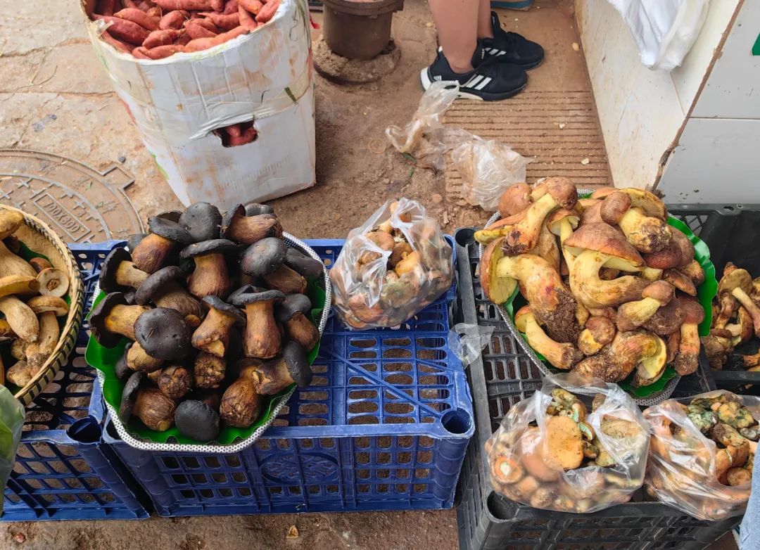 玉龙县上吉市场里各类野生菌，抢“鲜”上市 (2).jpg