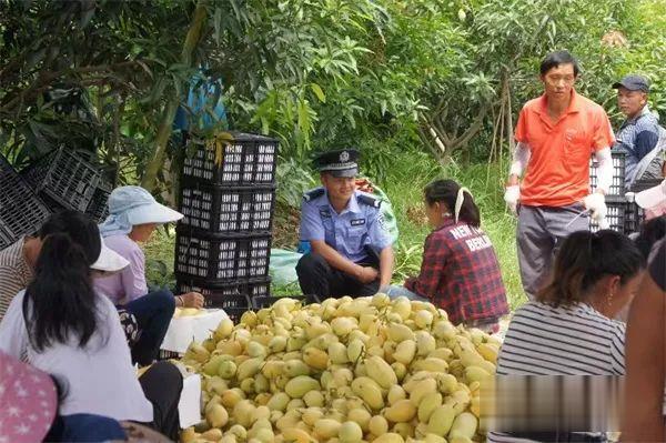 华坪县公安开展“芒果警务”助力乡村振兴 (4).jpg