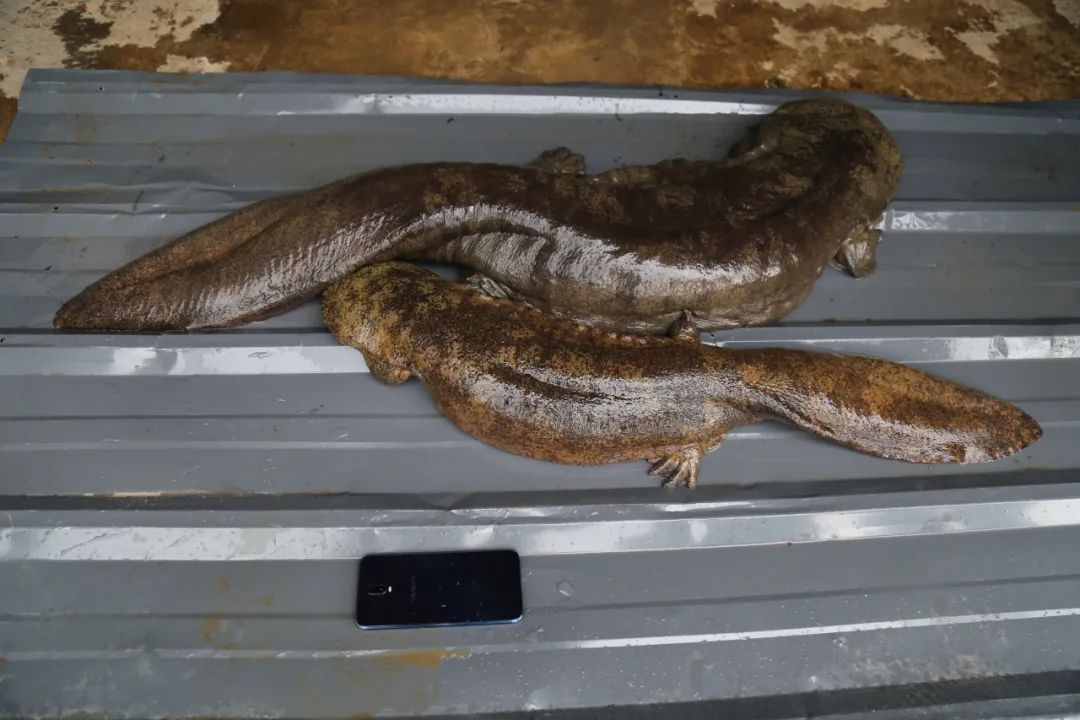 野生“娃娃鱼”被冲上岸  大的那条有1.3米长 (4).jpg