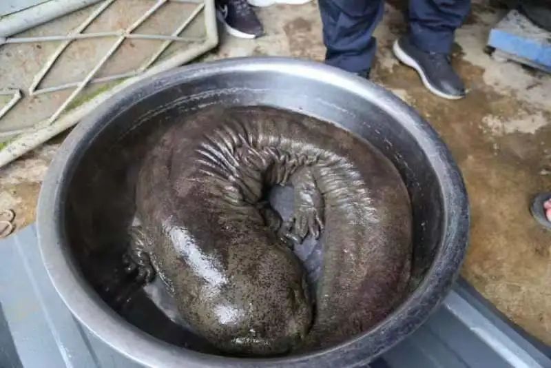 野生“娃娃鱼”被冲上岸  大的那条有1.3米长 (2).jpg