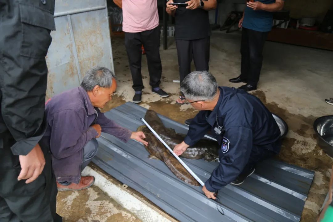 野生“娃娃鱼”被冲上岸  大的那条有1.3米长 (3).jpg