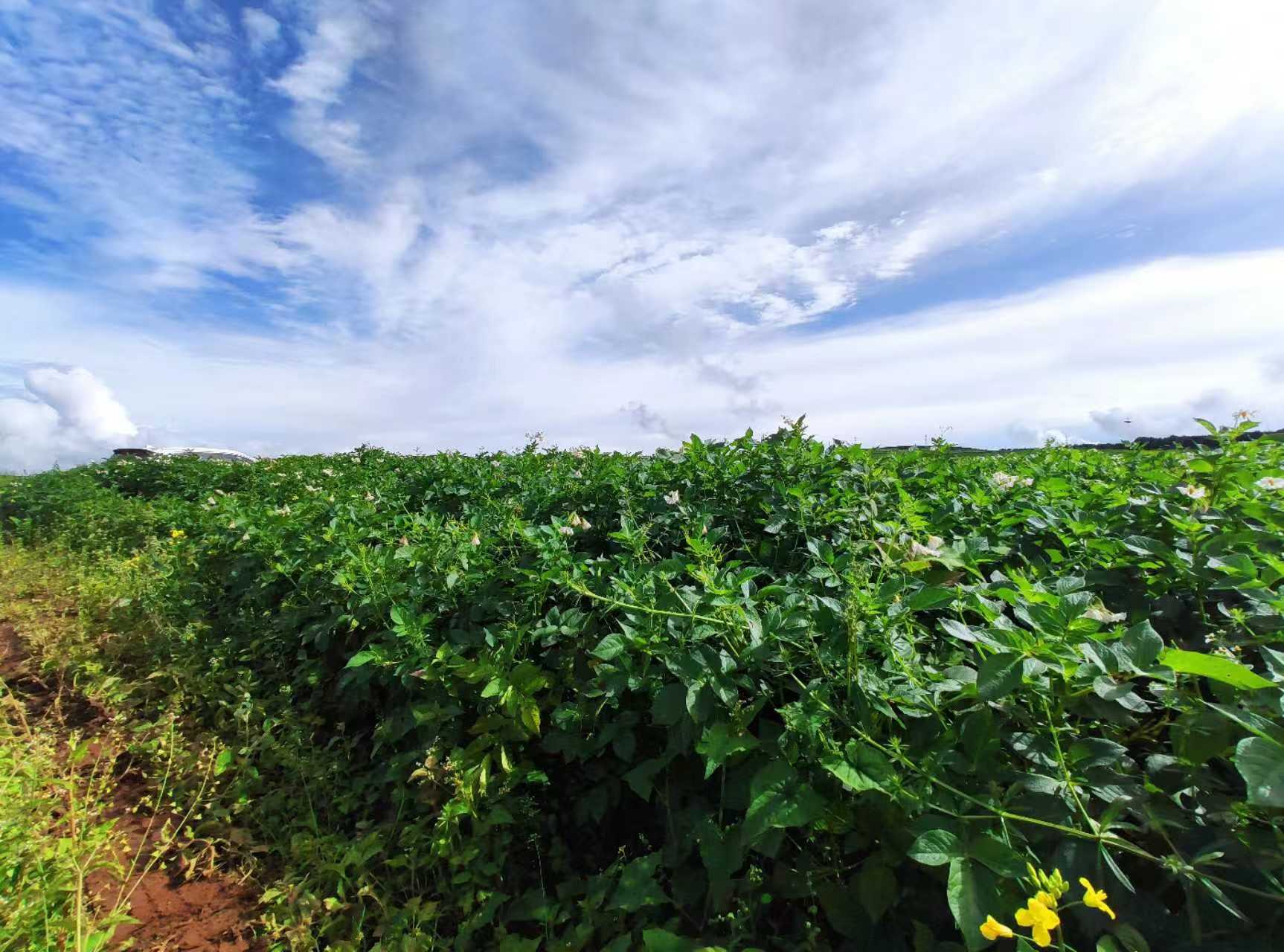 太安乡“乡村好机友”云上火把节  超燃！超嗨！超带劲！ (8).jpg