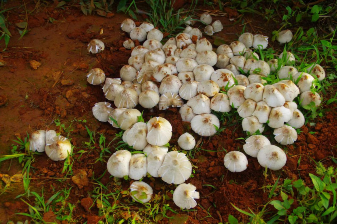 永胜一地建成鸡枞菌仿生种植基地100亩   根本采不完！ (3).png