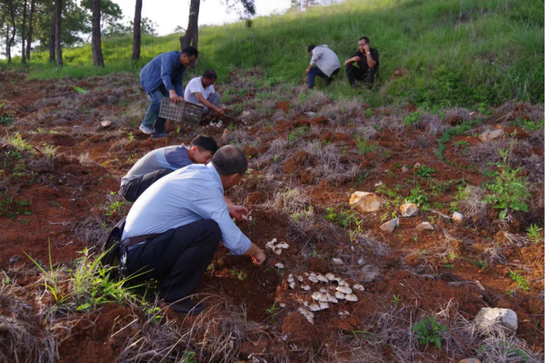 永胜一地建成鸡枞菌仿生种植基地100亩   根本采不完！ (4).png