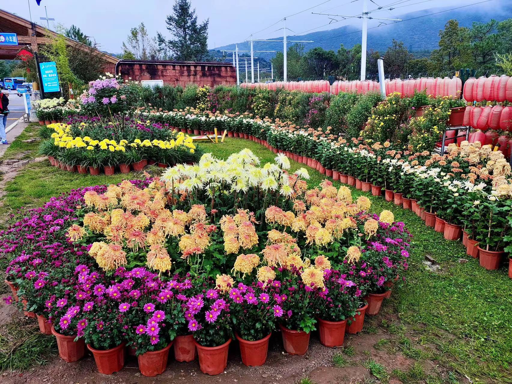 红了红了！玉龙雪山景区国庆氛围感“拉满” (5).jpg