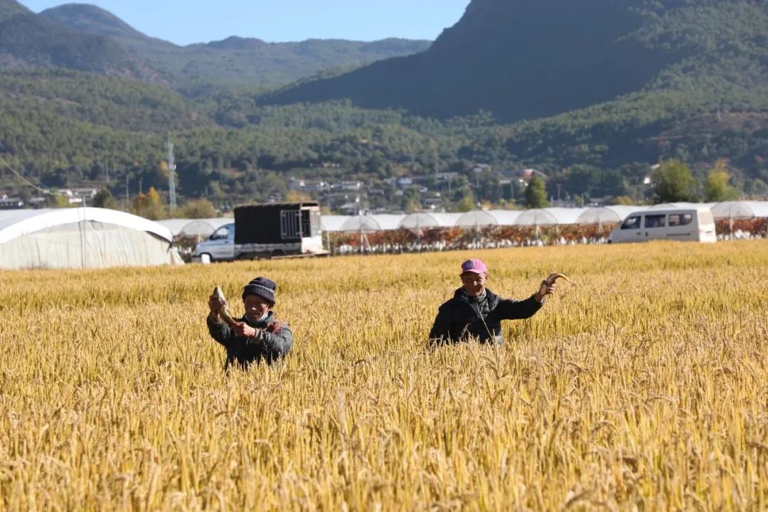 玉龙县举办世界粮食日活动，宣传粮食安全和节约理念 (4).jpg