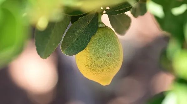 金沙江畔的香水柠檬：永胜蓄势打造百亿产业 (2).jpg