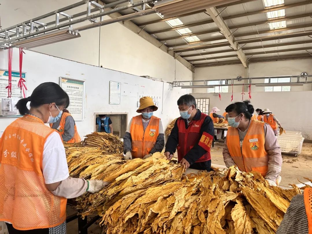 喜报！玉龙县今年烤烟收购大丰收，烟农收入增长】 (2).jpg