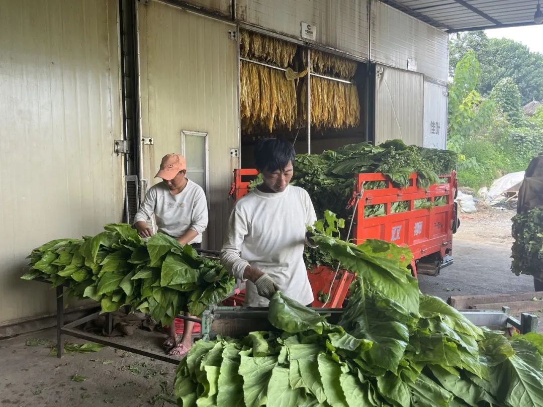 喜报！玉龙县今年烤烟收购大丰收，烟农收入增长】 (3).jpg