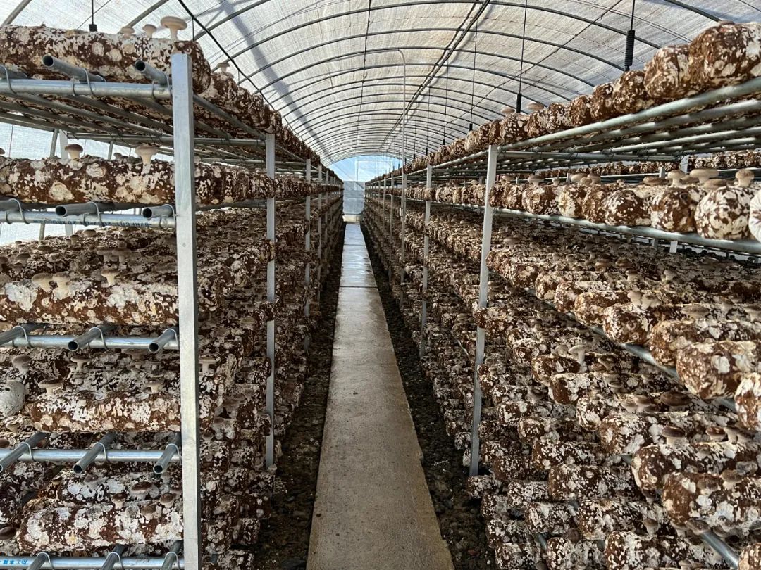 沪滇协作”助推永胜食用菌产业发展，小农户迎来新机遇 (2).jpg