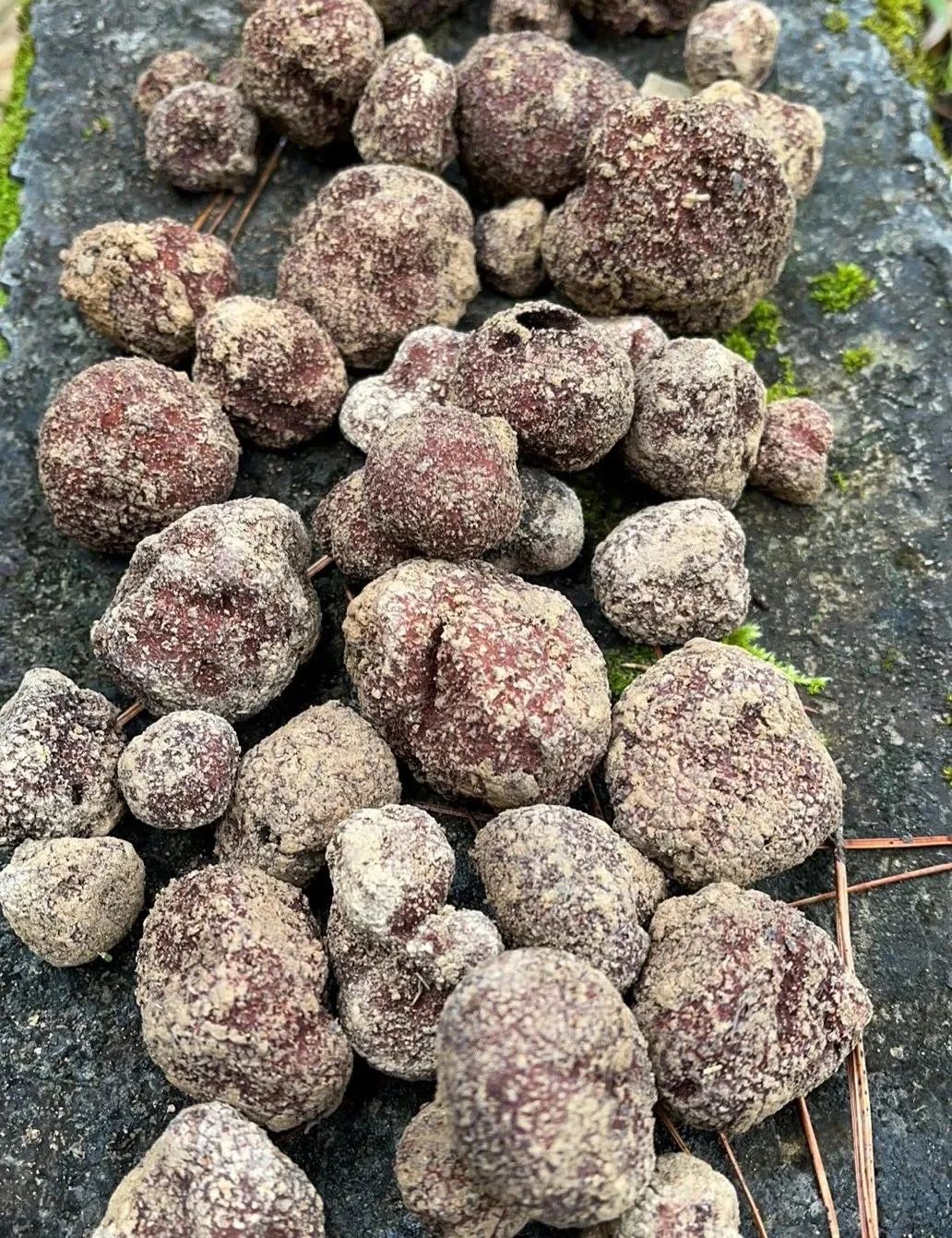 松露引种培育实验在丽江取得突破性进展 (2).jpg