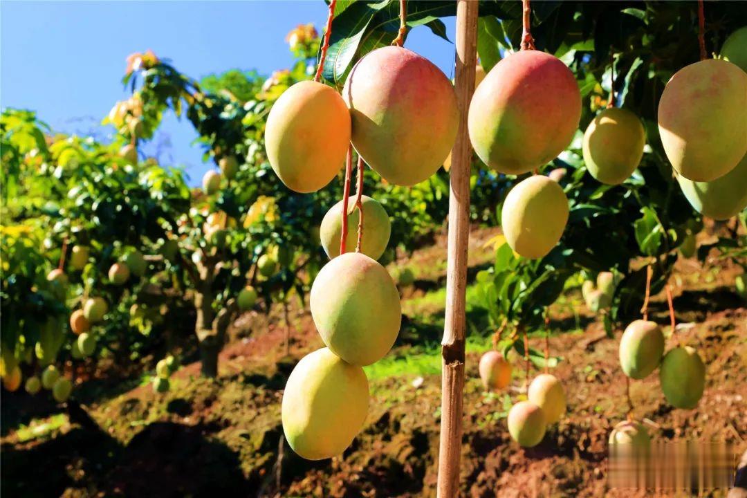 冬日甜蜜持续，华坪晚熟芒果热销 (6).jpg