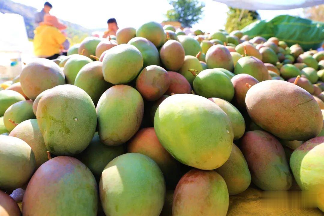 冬日甜蜜持续，华坪晚熟芒果热销 (5).jpg