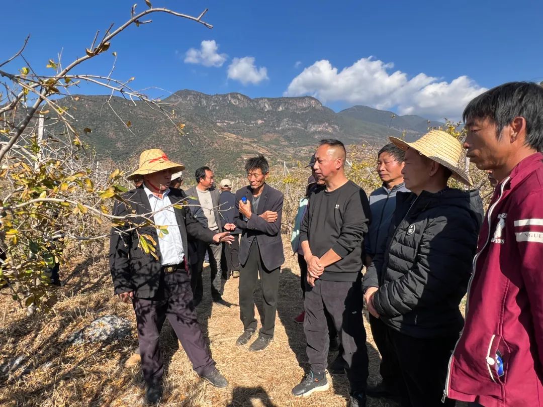 丽江市软籽石榴产业协会助力乡村振兴，推动永胜产业发展 (2).jpg