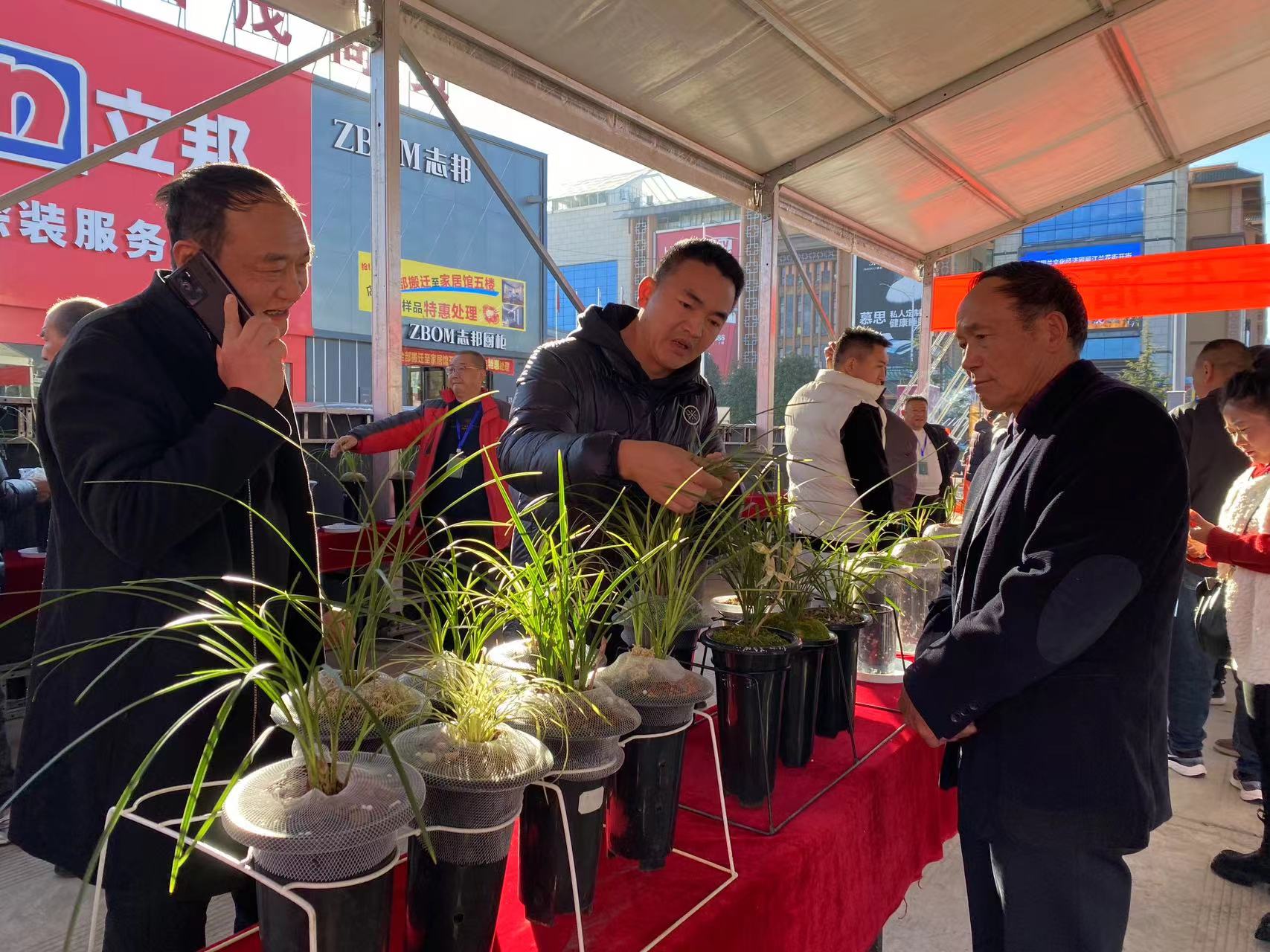 丽江兰花街子天开街  每月逢八来赏兰 (2).jpg