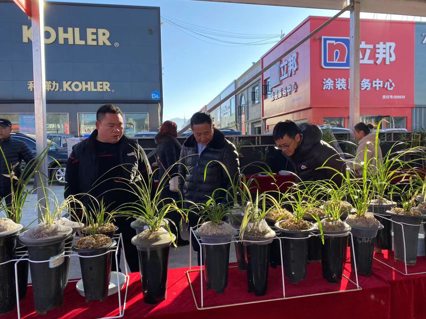 丽江兰花街子天开街  每月逢八来赏兰 (4).jpg