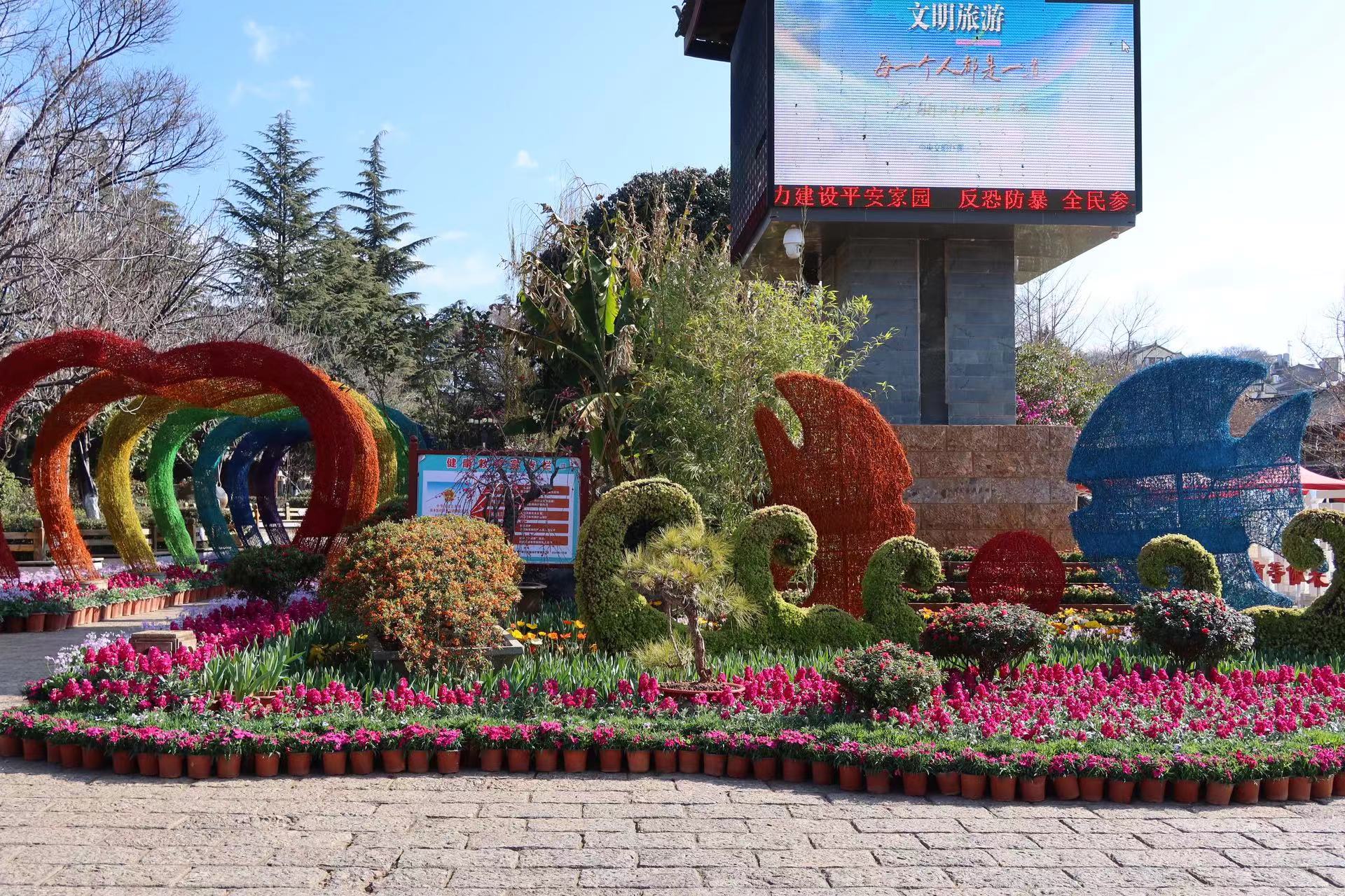 四万盆鲜花迎新春  这个春节假期 来丽江古城赏花吧！ (10).jpg