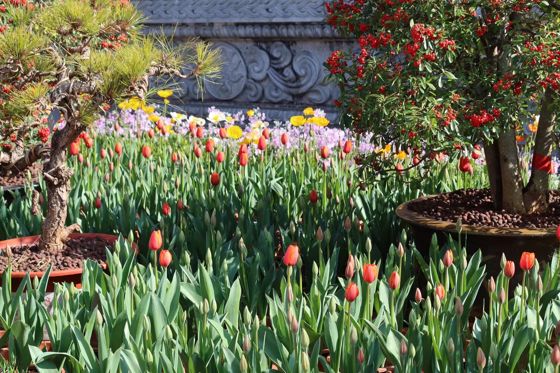 四万盆鲜花迎新春  这个春节假期 来丽江古城赏花吧！ (11).jpg