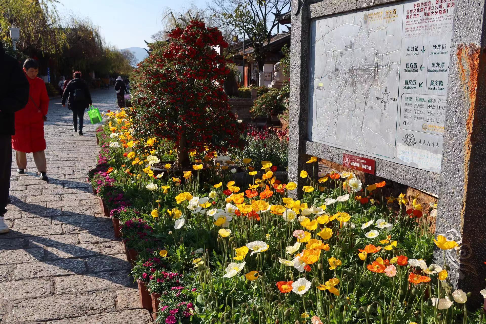 四万盆鲜花迎新春  这个春节假期 来丽江古城赏花吧！ (2).jpg