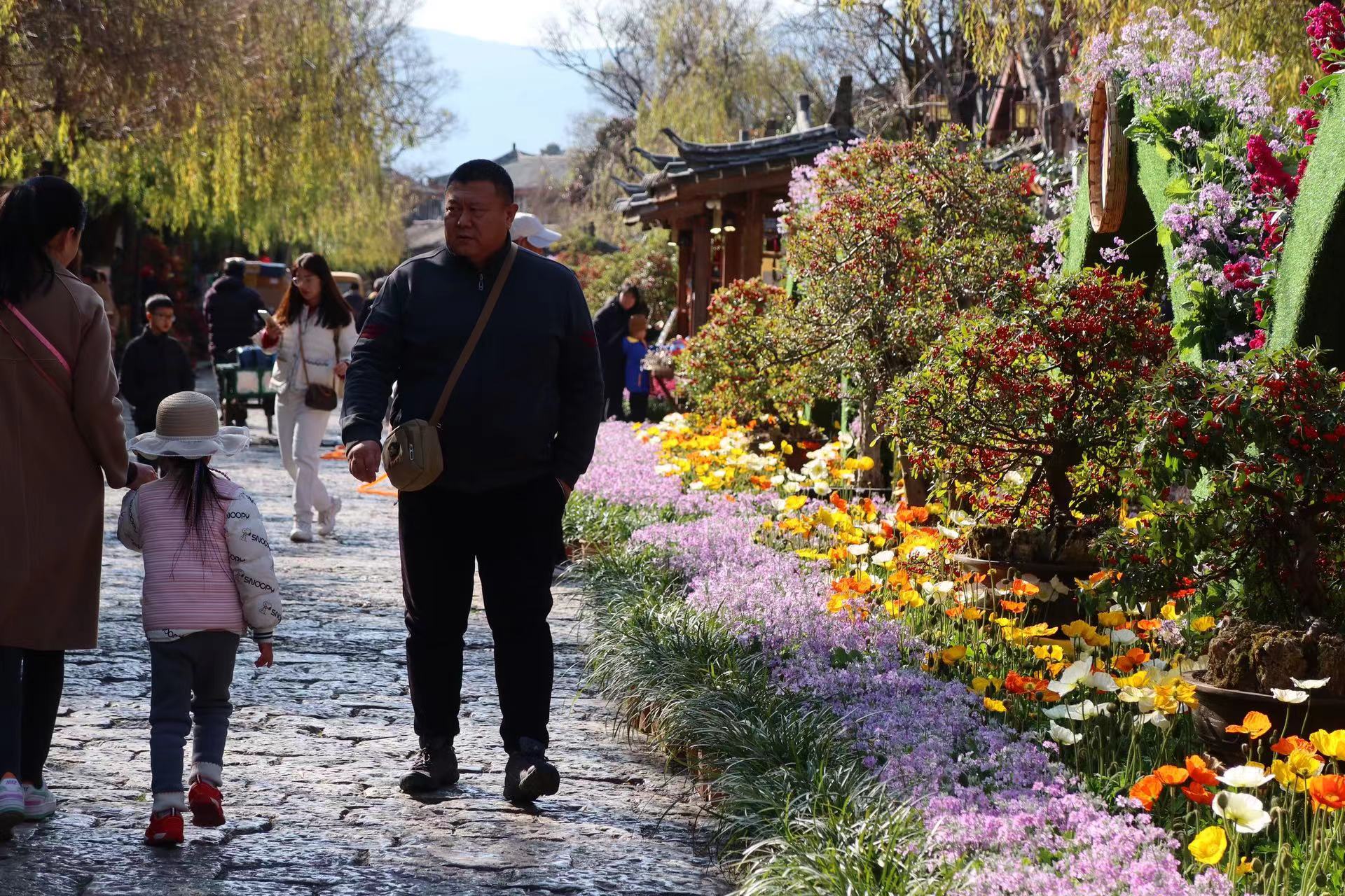 四万盆鲜花迎新春  这个春节假期 来丽江古城赏花吧！ (3).jpg