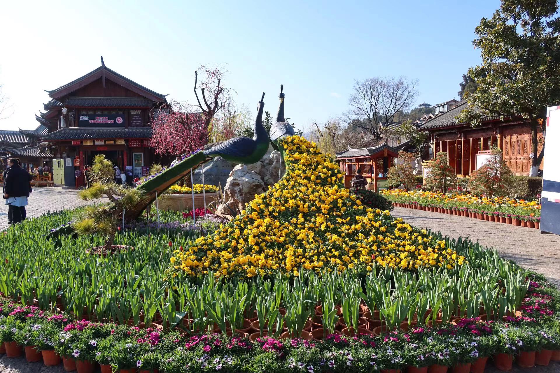 四万盆鲜花迎新春  这个春节假期 来丽江古城赏花吧！ (4).jpg