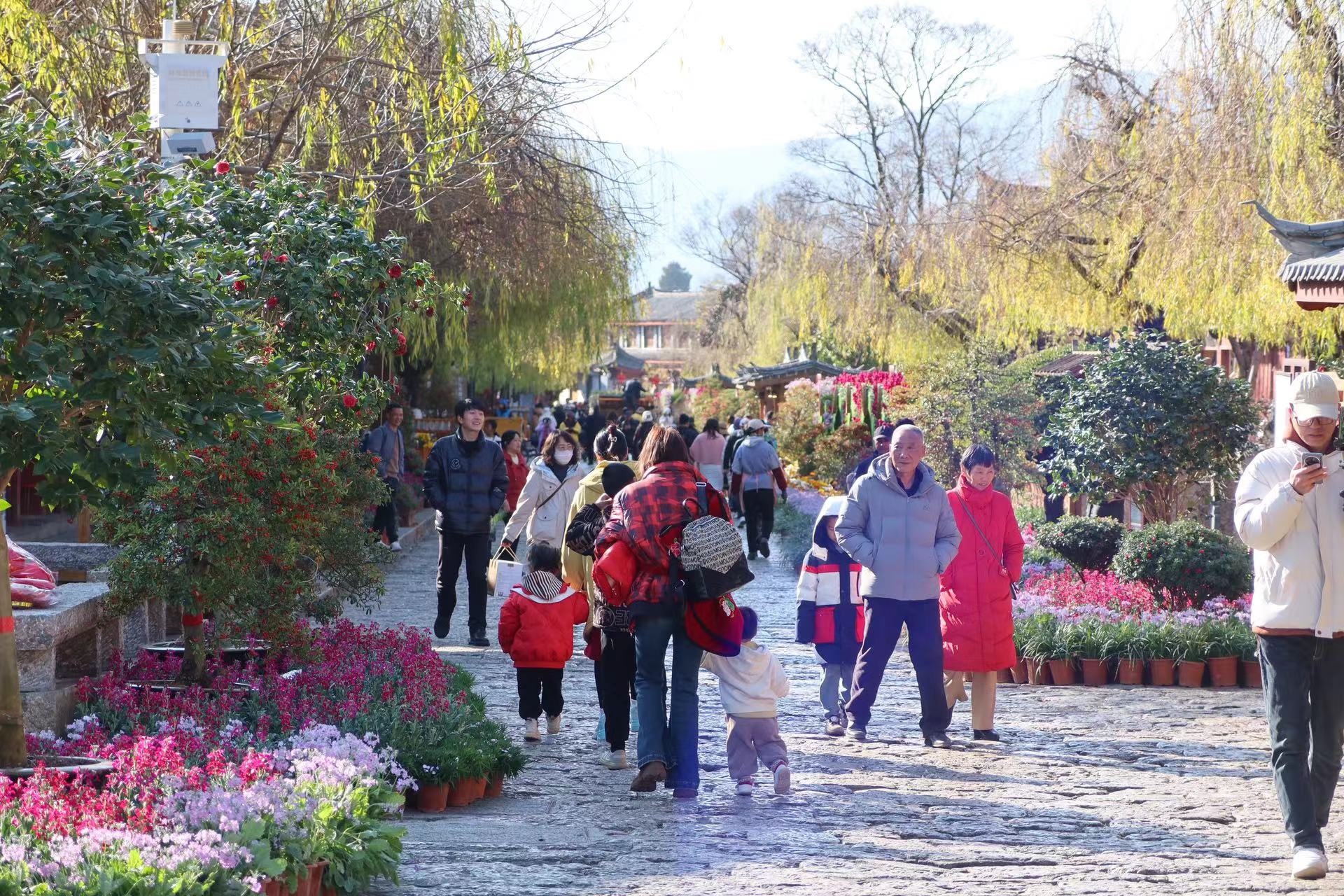 四万盆鲜花迎新春  这个春节假期 来丽江古城赏花吧！ (5).jpg