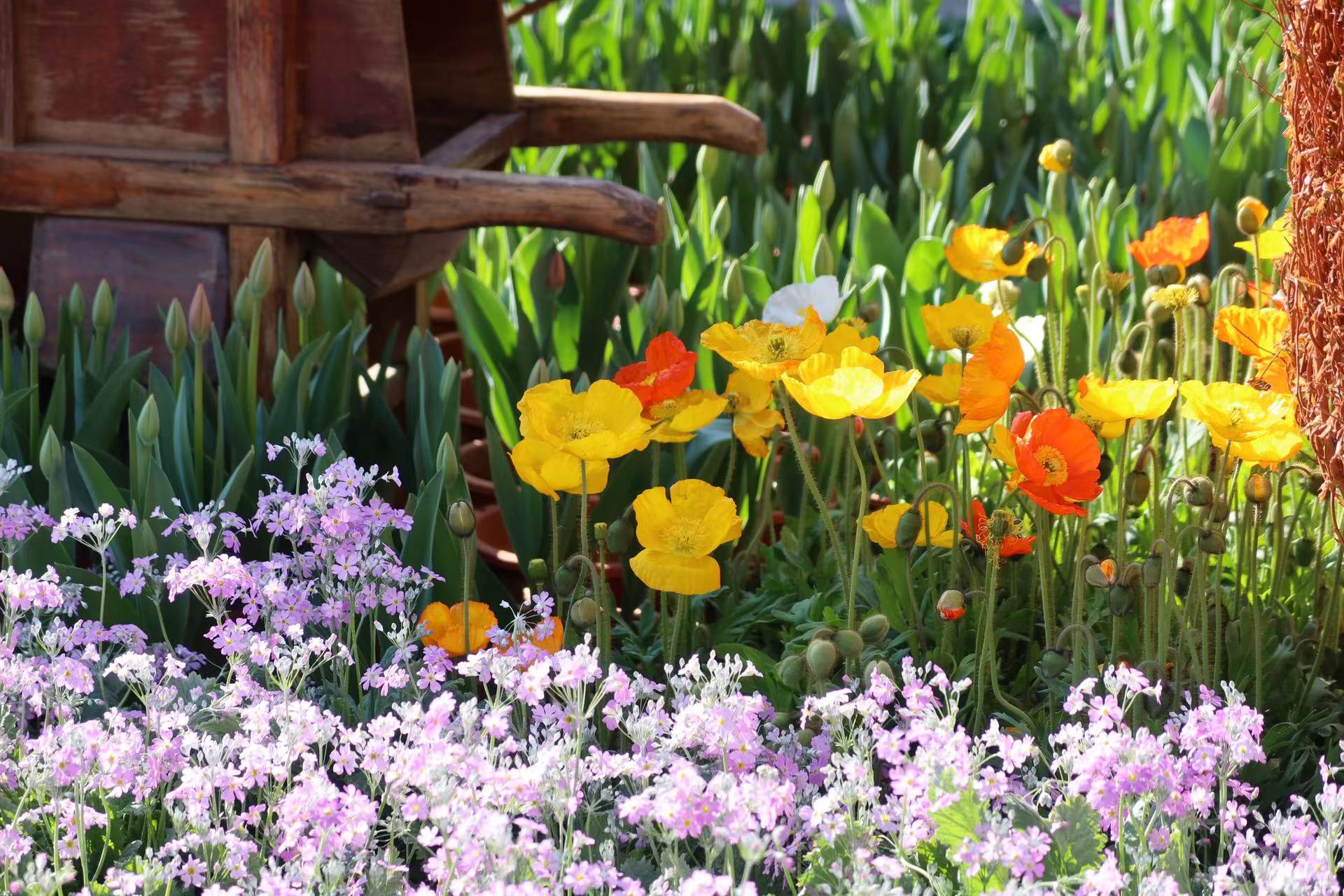 四万盆鲜花迎新春  这个春节假期 来丽江古城赏花吧！ (6).jpg