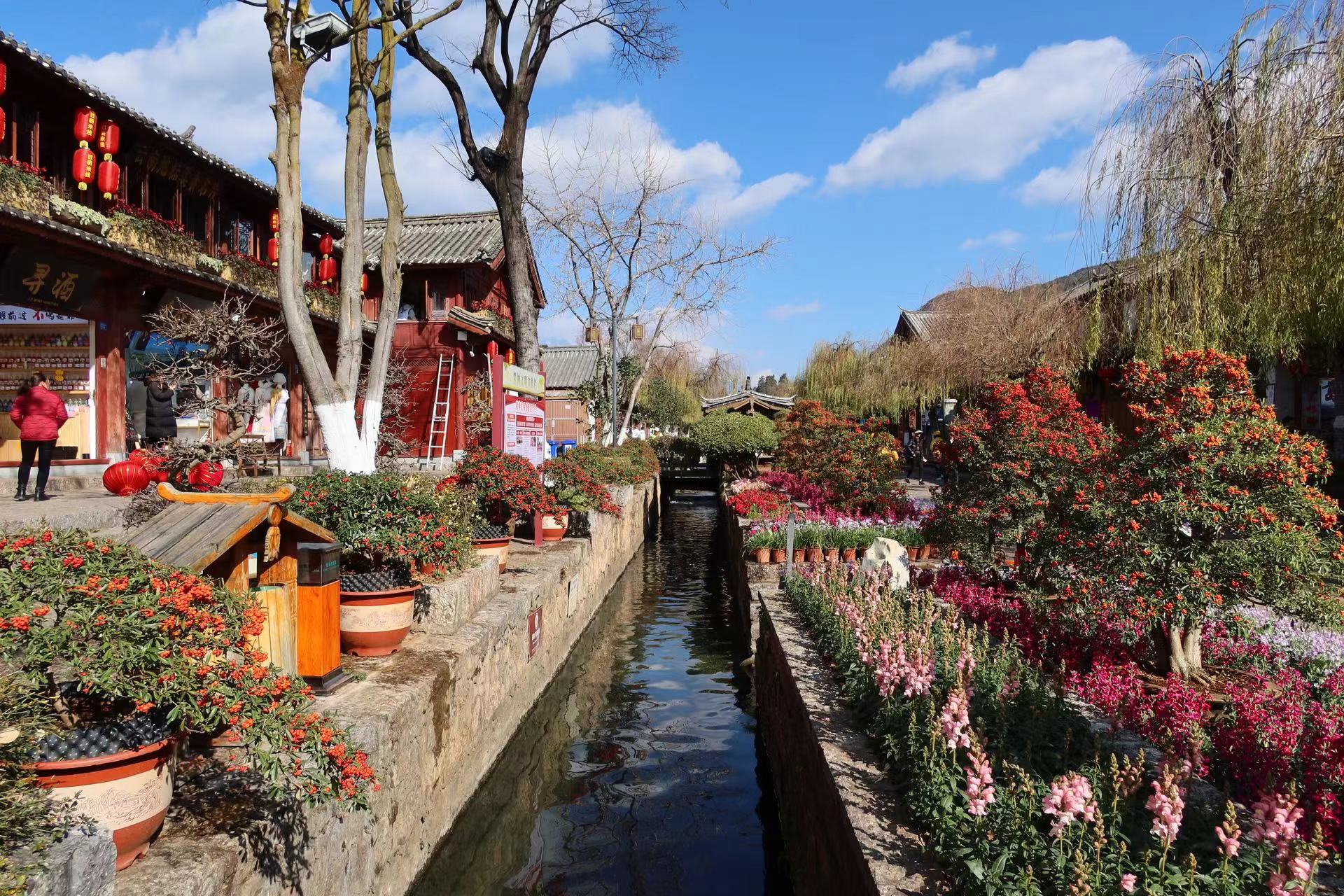 四万盆鲜花迎新春  这个春节假期 来丽江古城赏花吧！ (9).jpg