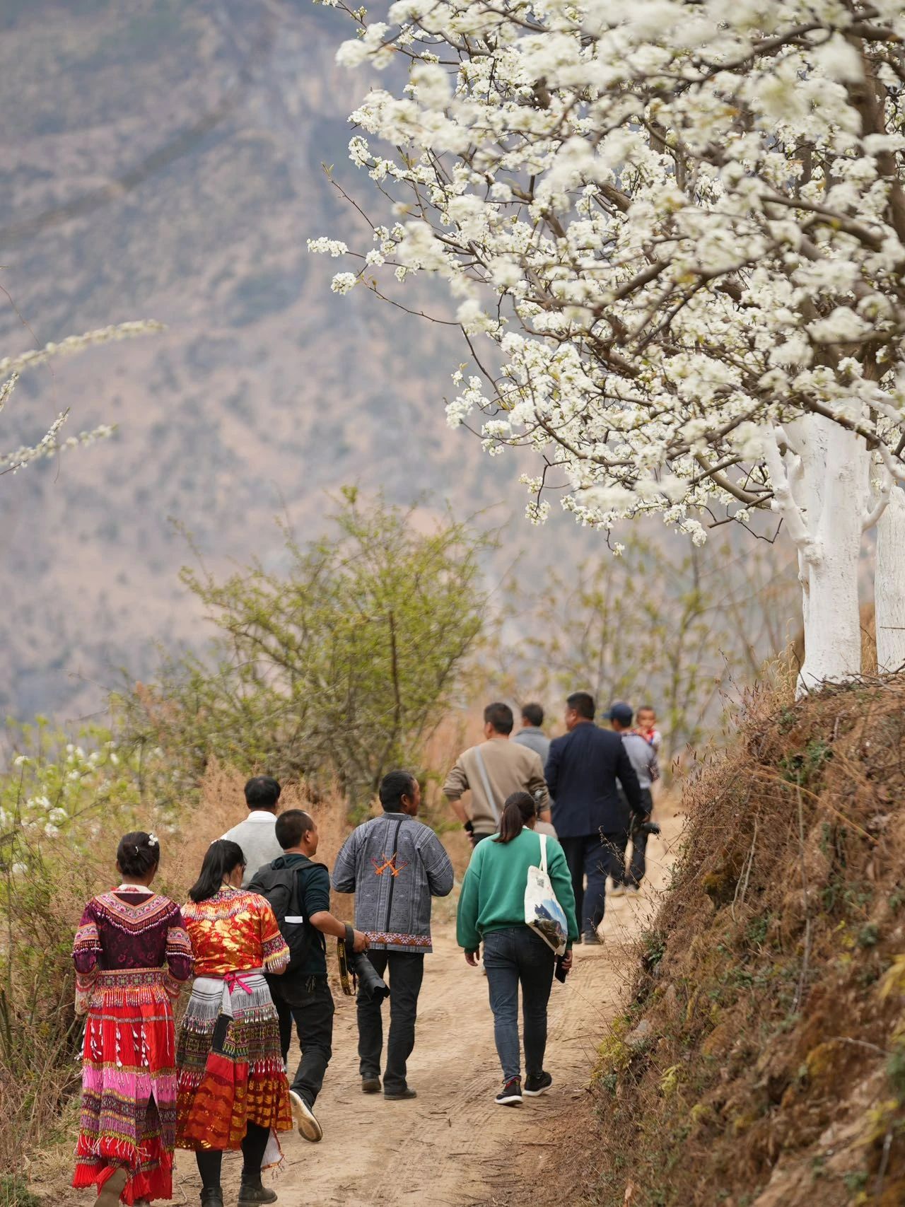 石鼓苗寨梨花盛放，绘就田园诗意画卷03.jpg