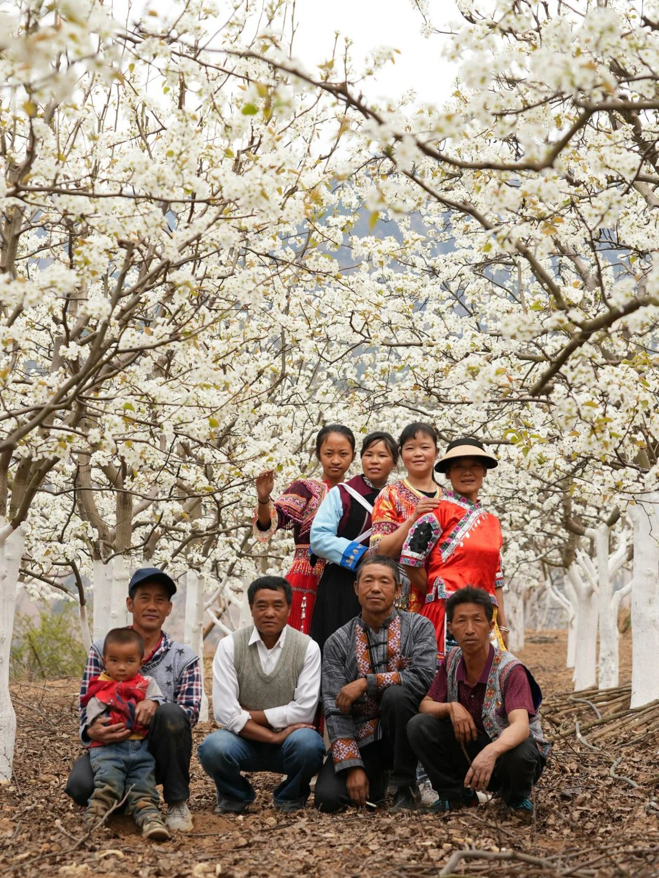 石鼓苗寨梨花盛放，绘就田园诗意画卷04.jpg