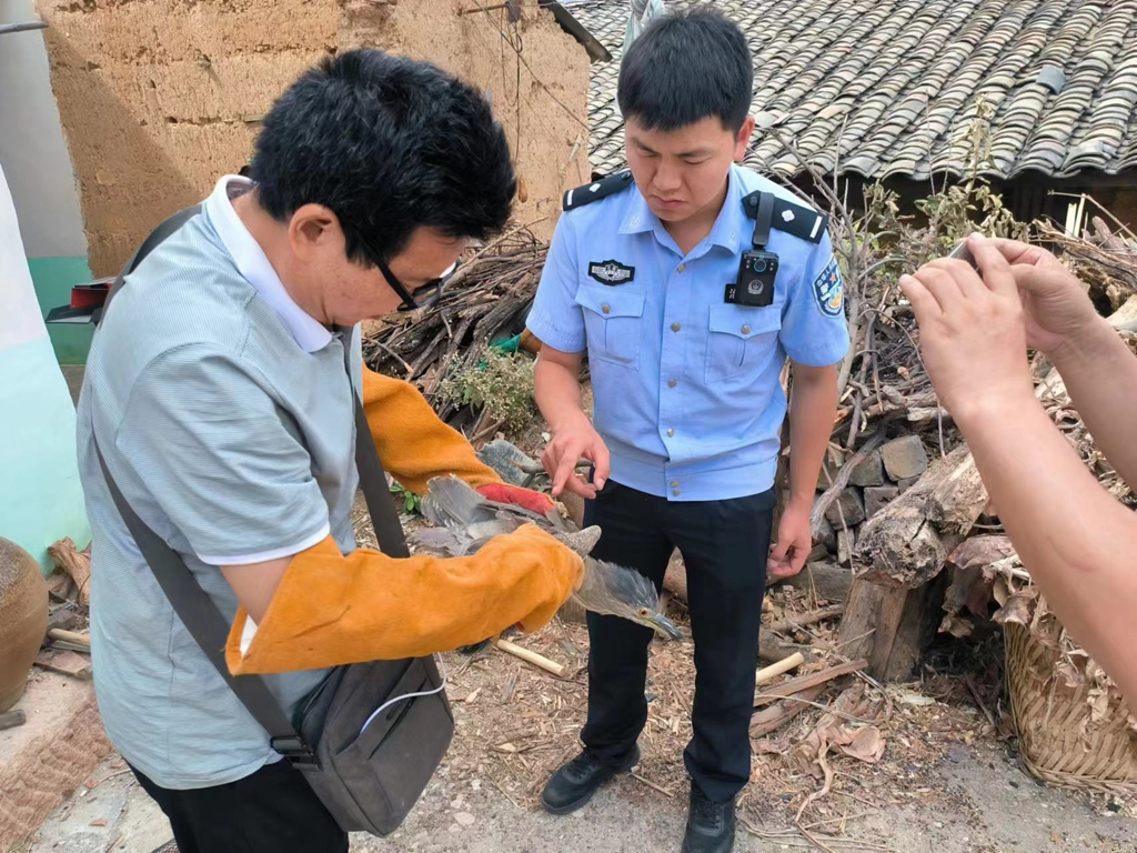 华坪警方成功救助国家二级保护动物夜鹭02.jpg