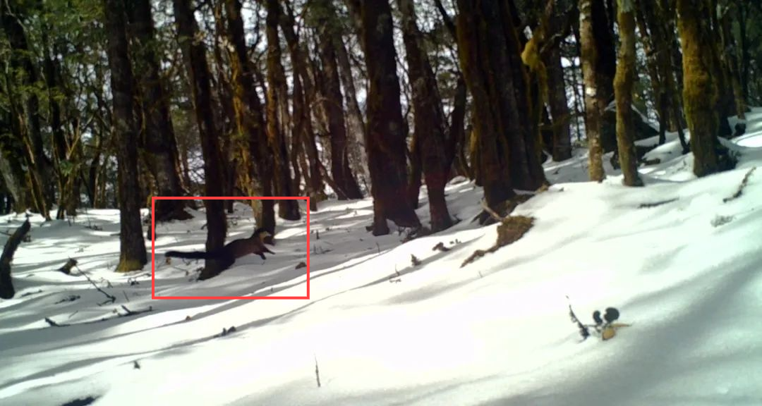 这个“小家伙”闪现玉龙雪山保护区01.png