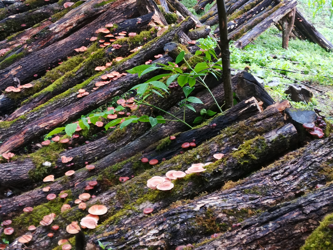 从林间到餐桌 永胜县野生蘑菇带旺乡村经济1.jpg