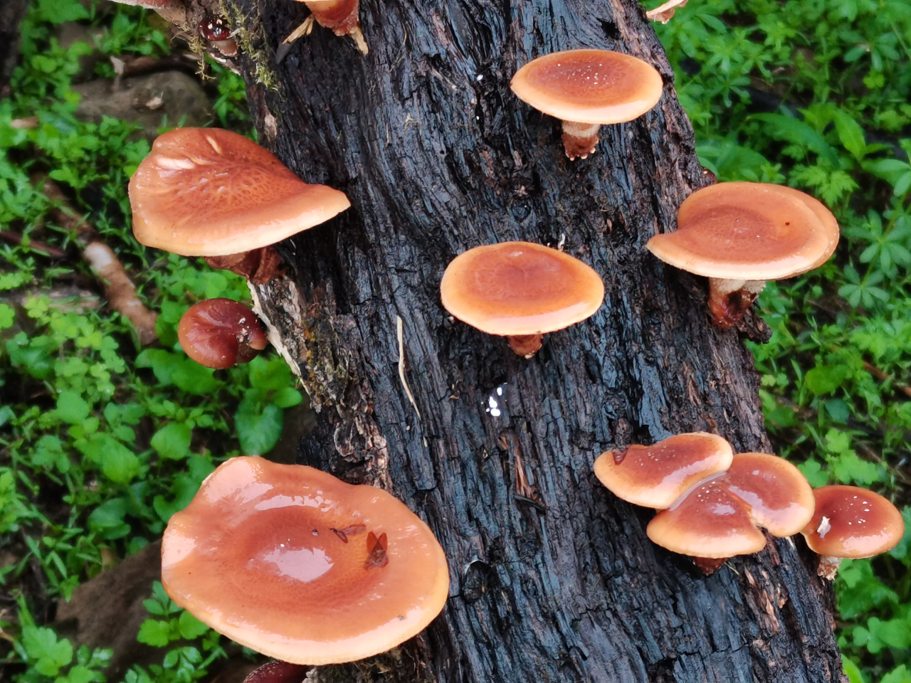 从林间到餐桌 永胜县野生蘑菇带旺乡村经济2.jpg