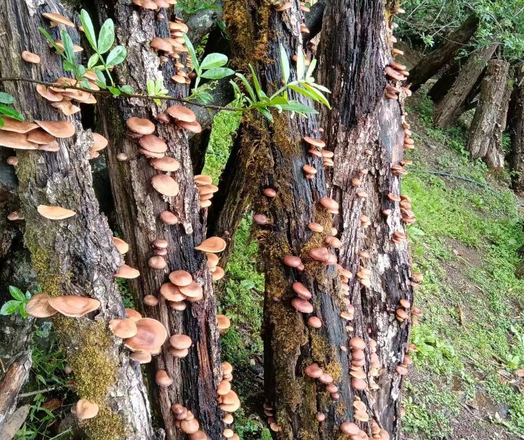 从林间到餐桌 永胜县野生蘑菇带旺乡村经济5.jpg