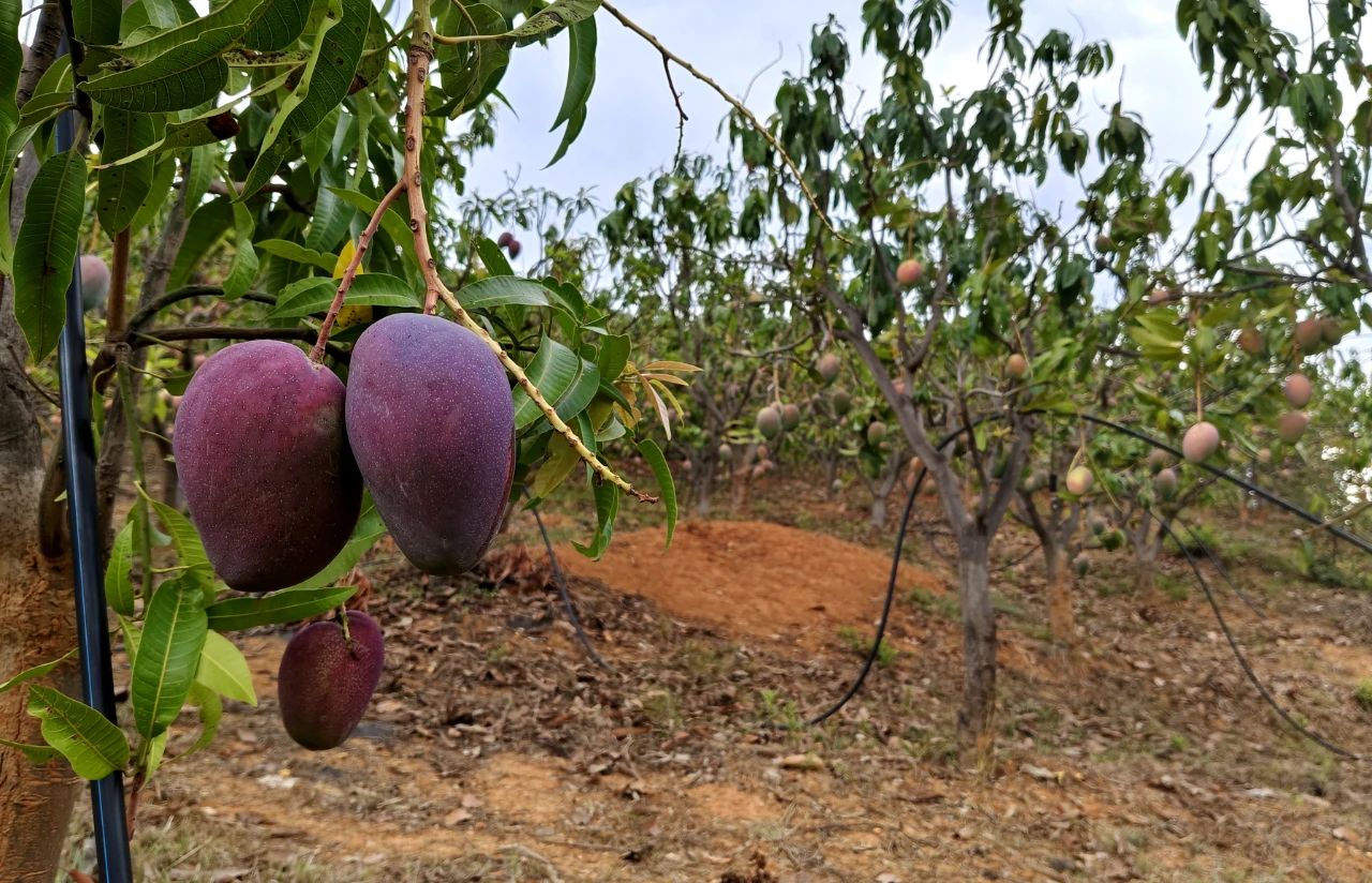 华坪县有机芒果产业蓬勃发展，绿意盎然3.jpg