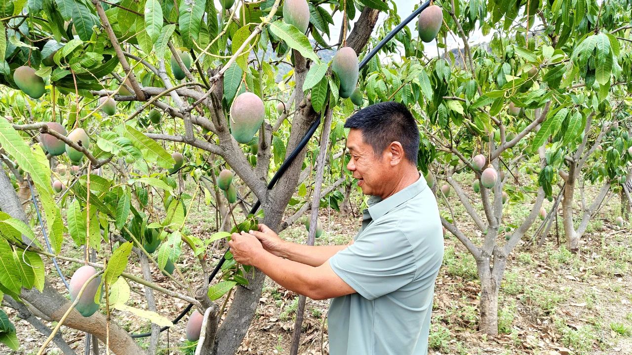 华坪县有机芒果产业蓬勃发展，绿意盎然5.jpg