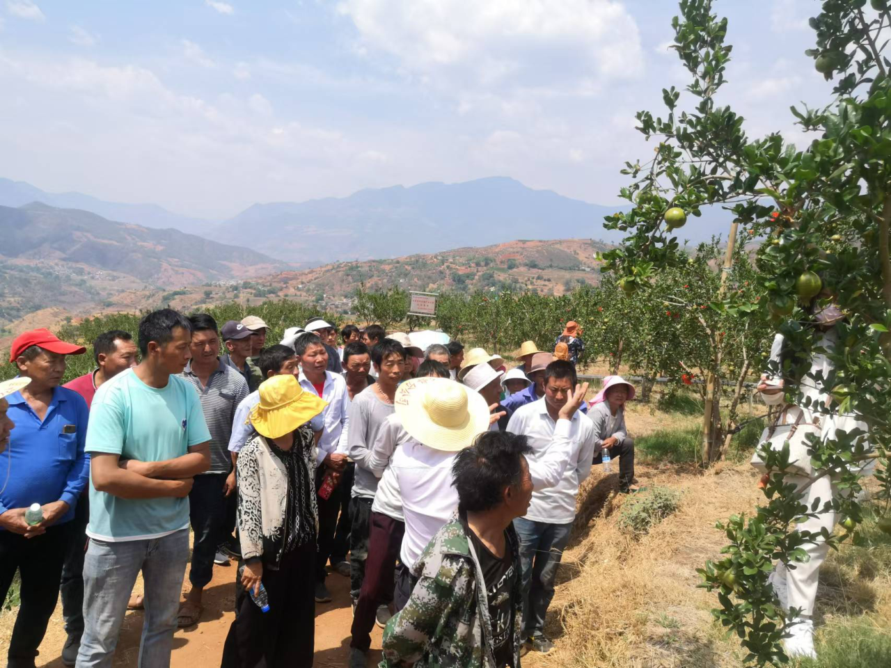 丽江市软籽石榴产业协会开展2024年软籽石榴种植技术培训01.png