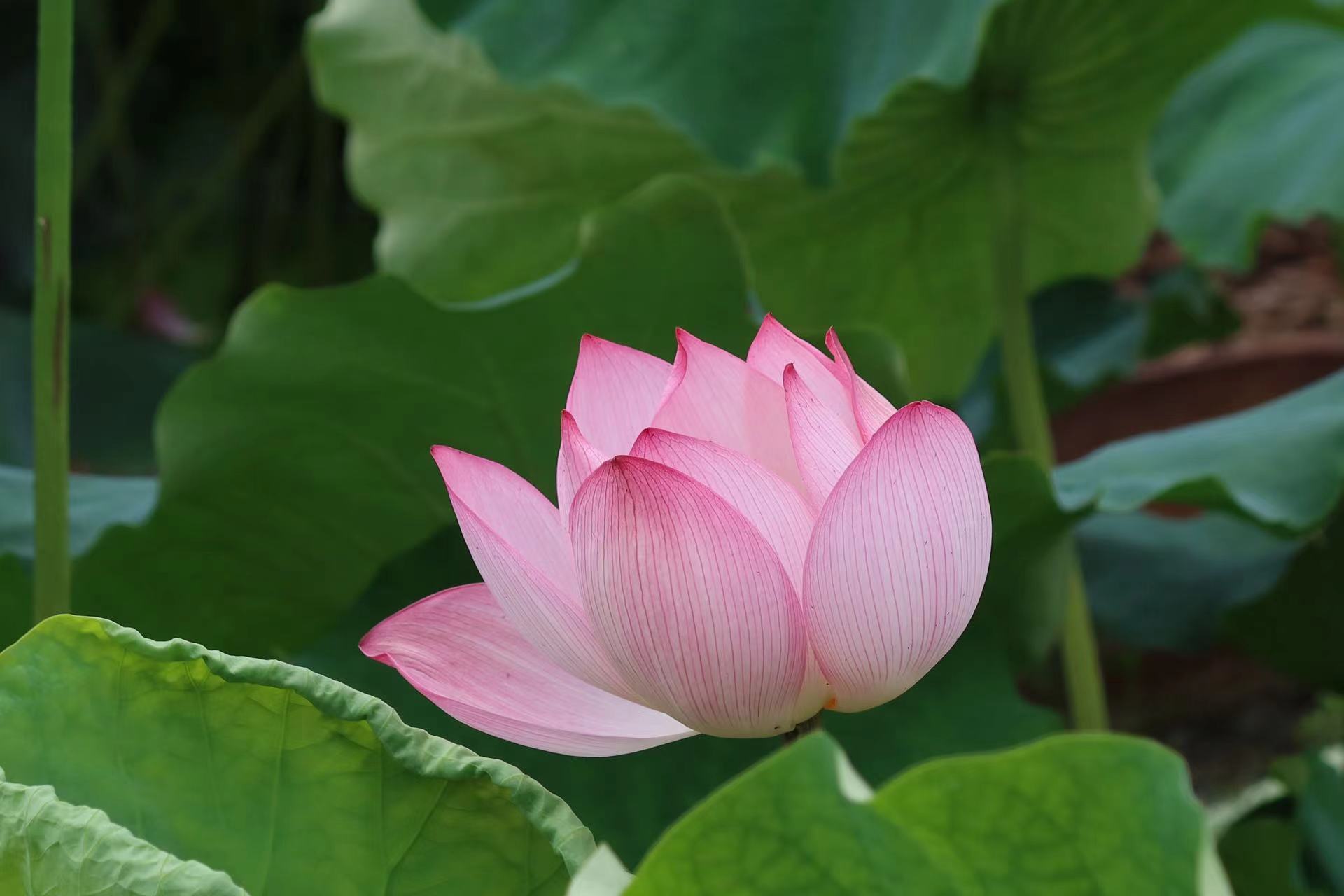 永胜县第三届荷花季启动  邀你共赴一场盛夏之约 (2).jpg